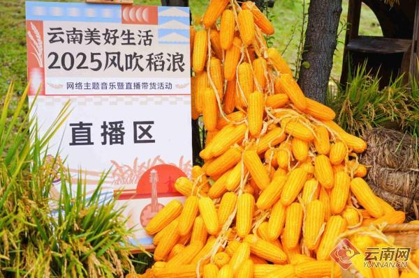 稻浪翻涌歌满田!"云南美好生活2025 风吹稻浪"活动火爆全网