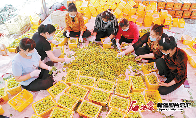 【奋斗百年路 启航新征程&middot;地州巡礼】阿克苏:现代农业"加速跑" 科技赋能产业兴